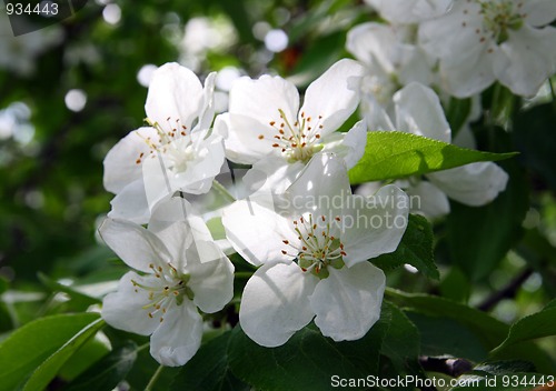 Image of blossom apple-tree flowers