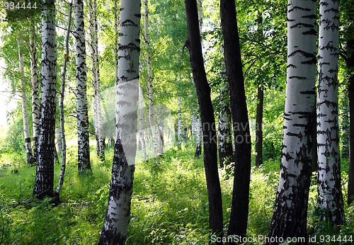 Image of summer birch forest