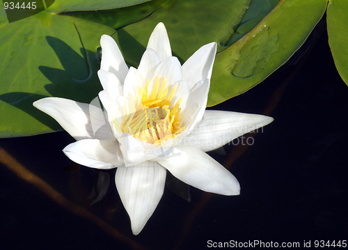 Image of water-lily close-up