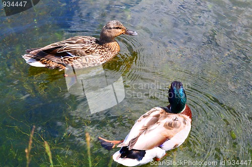 Image of ducks couple