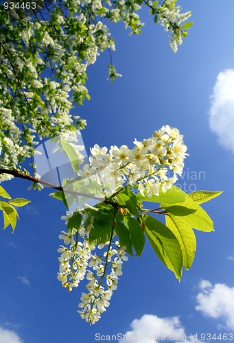 Image of blossom bird cherry tree branch