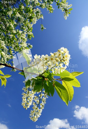 Image of blossom bird cherry tree branch