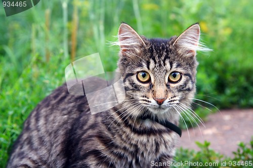 Image of cat on grass