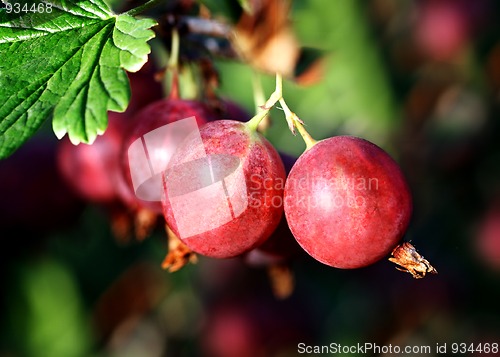 Image of red gooseberry