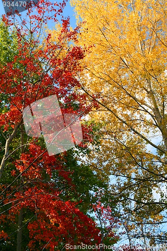 Image of autumn trees