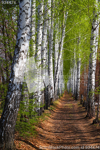 Image of spring birch woods alley
