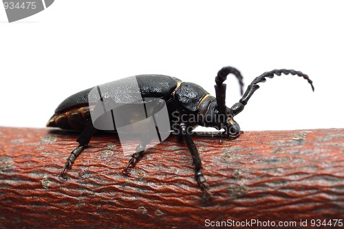 Image of large black beetle