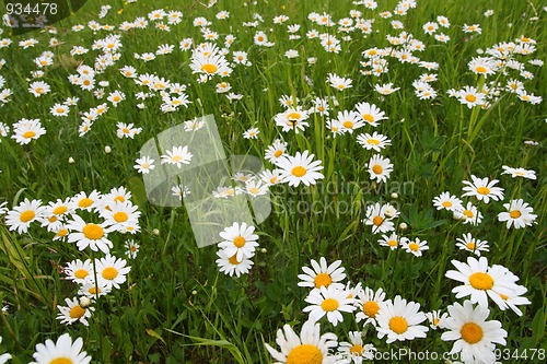 Image of camomiles on meadow