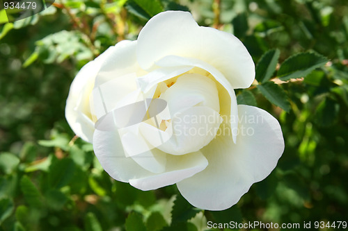 Image of white rose