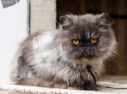 Image of persian cat on window