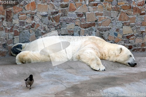 Image of sleeping polar bear