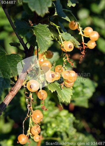 Image of white currant berry