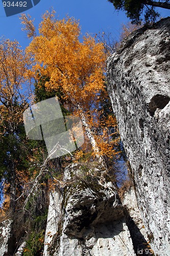 Image of autumn birch on rock