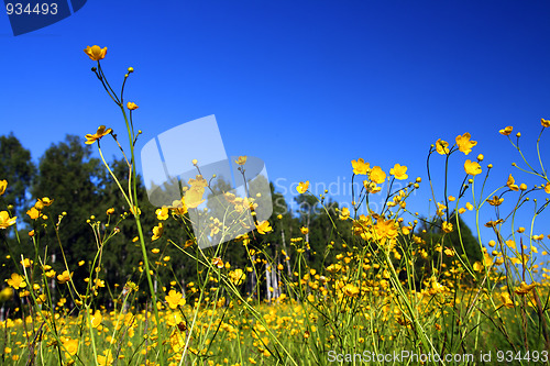 Image of summer meadow with flowers