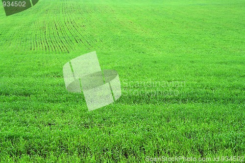 Image of green herb grass field