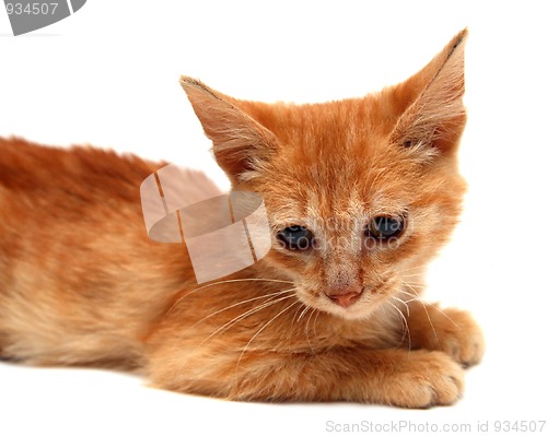 Image of red small cat