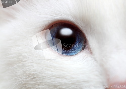 Image of white cat's blue eye