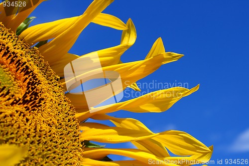 Image of fragment of sunflower