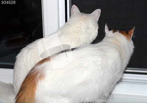 Image of two cats looking out from window