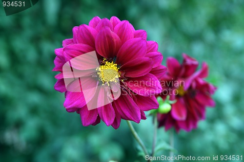 Image of purple dahlia flowers