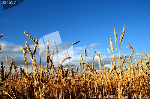 Image of stems of the wheat
