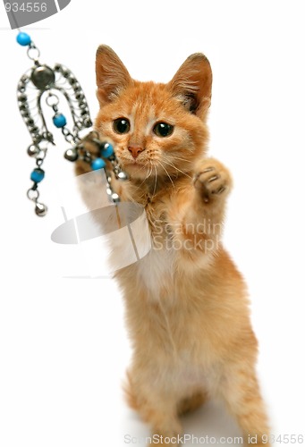 Image of playful red small cat isolated on white