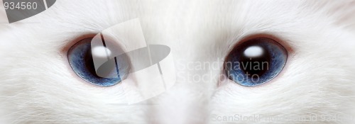 Image of white cat's blue eyes