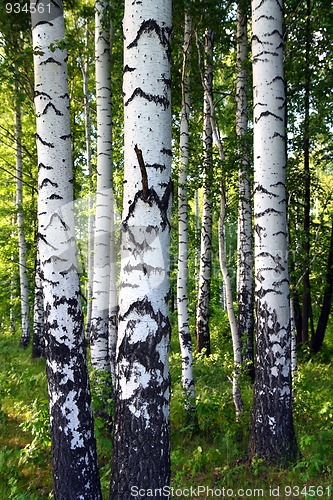 Image of birch woods