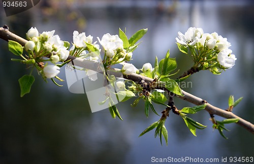 Image of blossom apple-tree branch