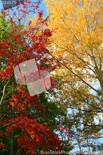Image of autumn trees