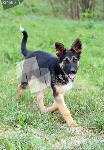 Image of fun young running dog