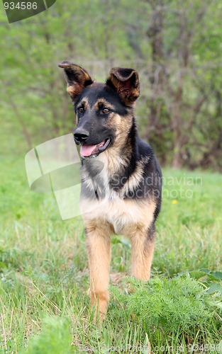 Image of young dog
