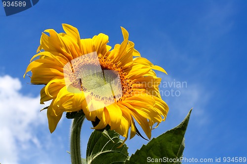 Image of yellow sunflower under blue sky