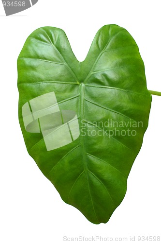 Image of big green leaf