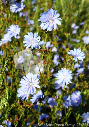 Image of chicory flowers