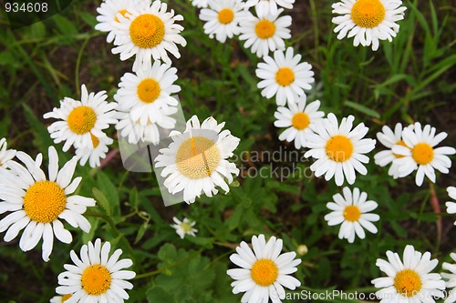 Image of camomiles close-up on meadow