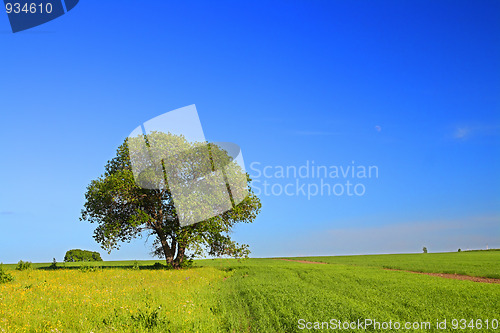 Image of summer landscape with tree