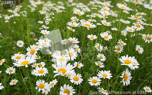 Image of camomiles on meadow