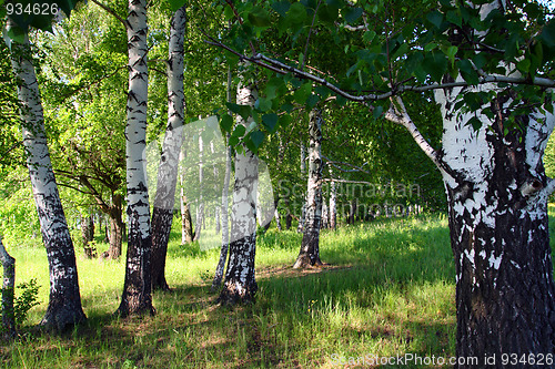 Image of birch woods