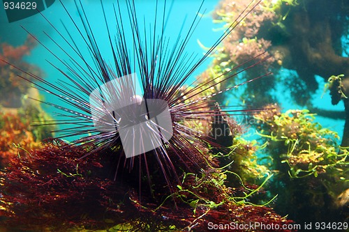 Image of sea-urchin