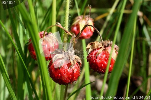 Image of wild strawberry close-up