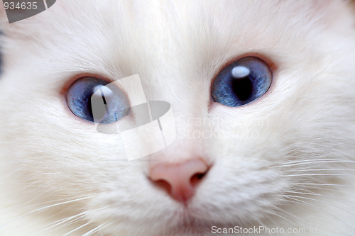 Image of white cat with blue eyes