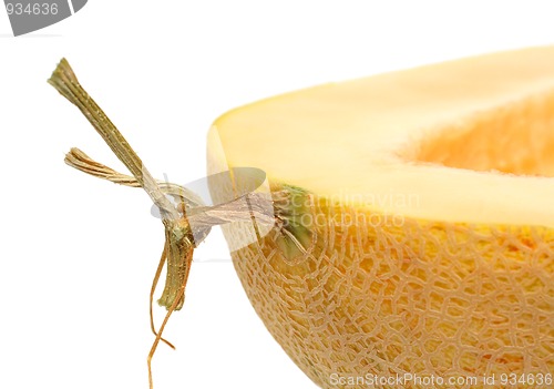 Image of fragment of melon