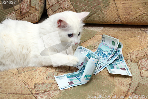 Image of cat count money