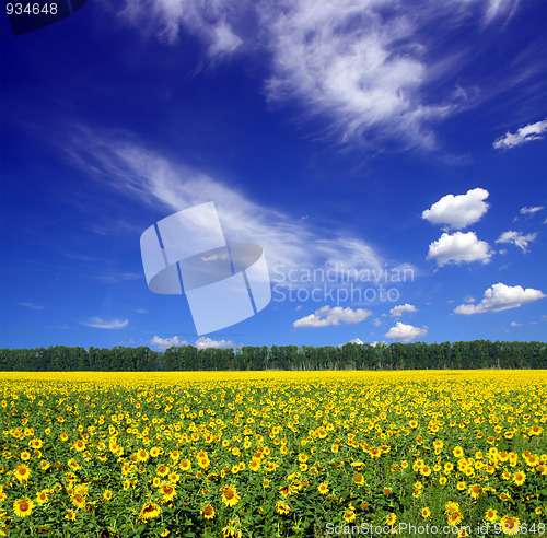 Image of sunflowers field under sky