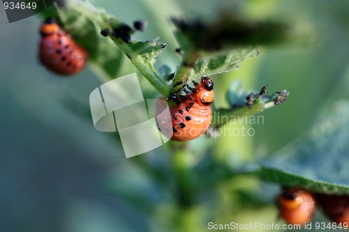 Image of colorado beetle larva