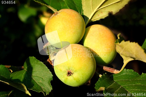 Image of three apples