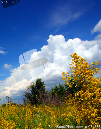 Image of summer yellow flowers