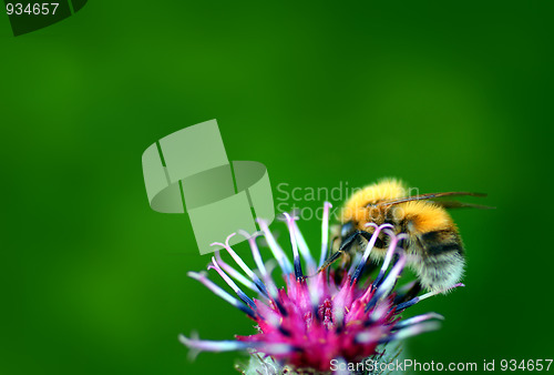 Image of bumble-bee on thistle flower