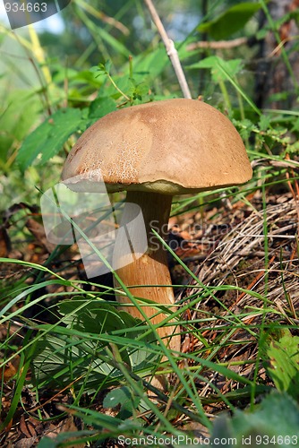 Image of mushroom in grass